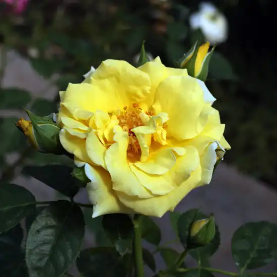 Trandafiri tufă - Trandafiri - Skóciai Szent Margit - 